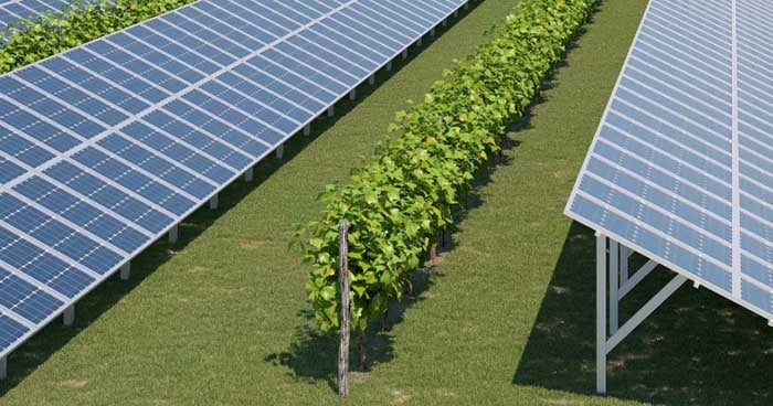 rendering piantumazione vigne nell'impianto fotovoltaico