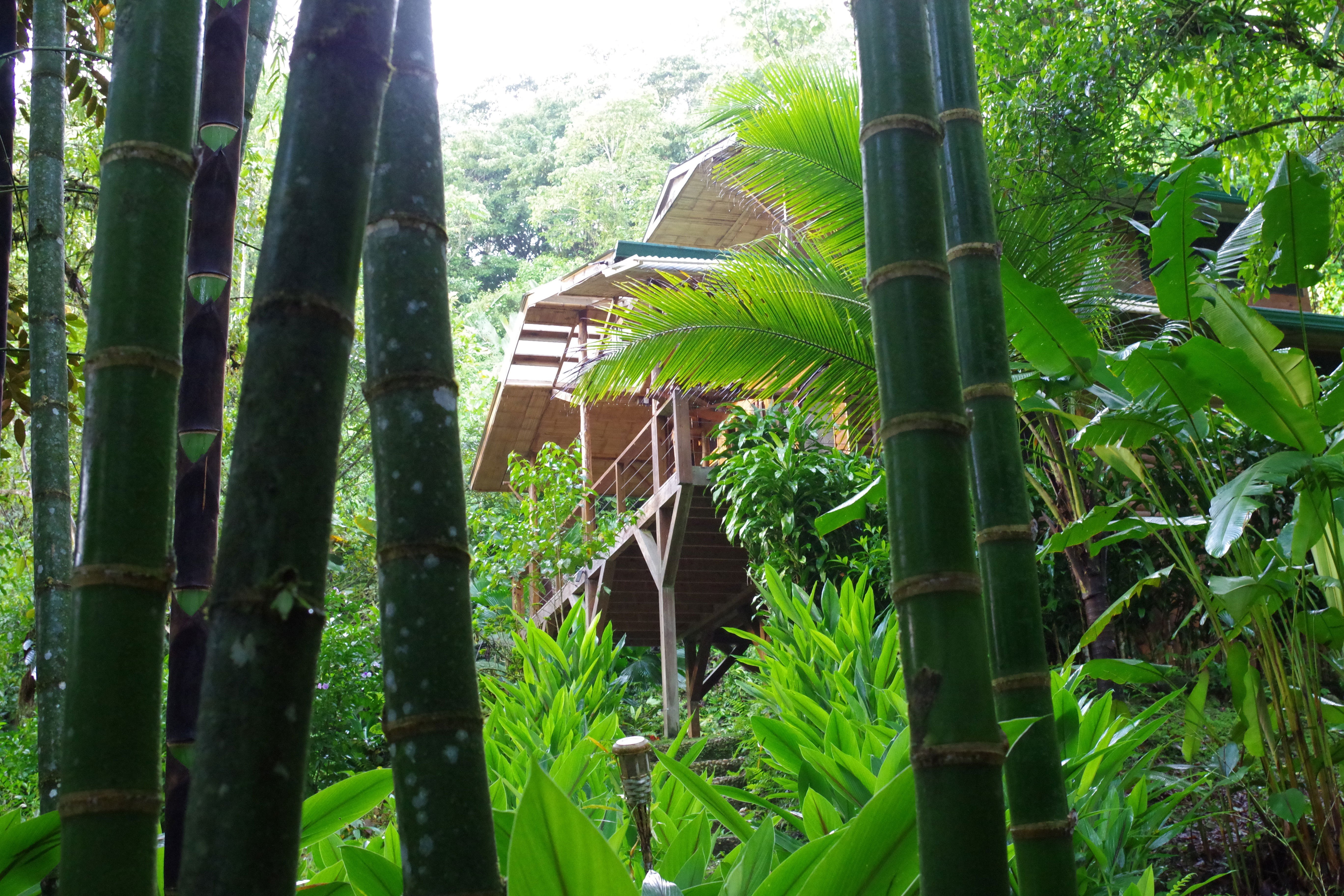bambus_naturhaus.jpg